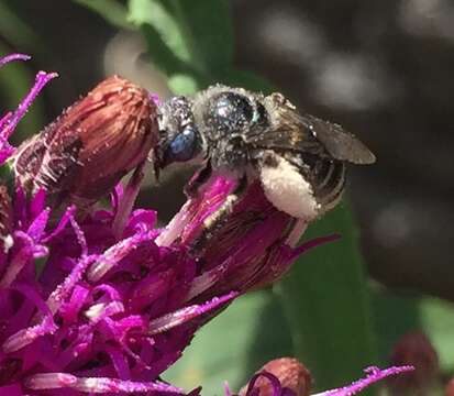 Слика од Melissodes denticulatus Smith 1854