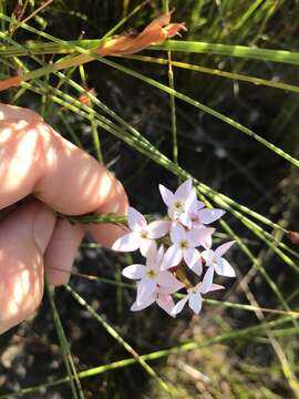 Image of Erica fastigiata L.