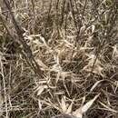Image of Short-Leaf Skeleton Grass