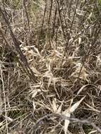 Image of Short-Leaf Skeleton Grass