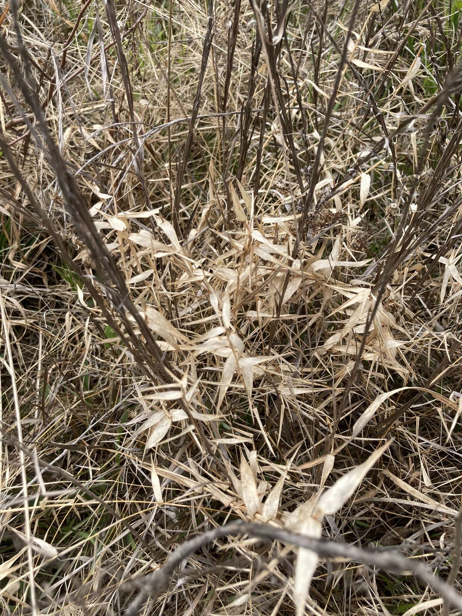 Image of Short-Leaf Skeleton Grass