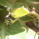 Image of <i>Danaus chrysippus orientis</i>