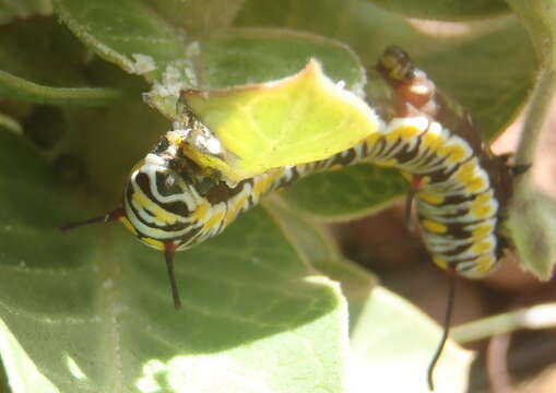 Image of <i>Danaus chrysippus orientis</i>