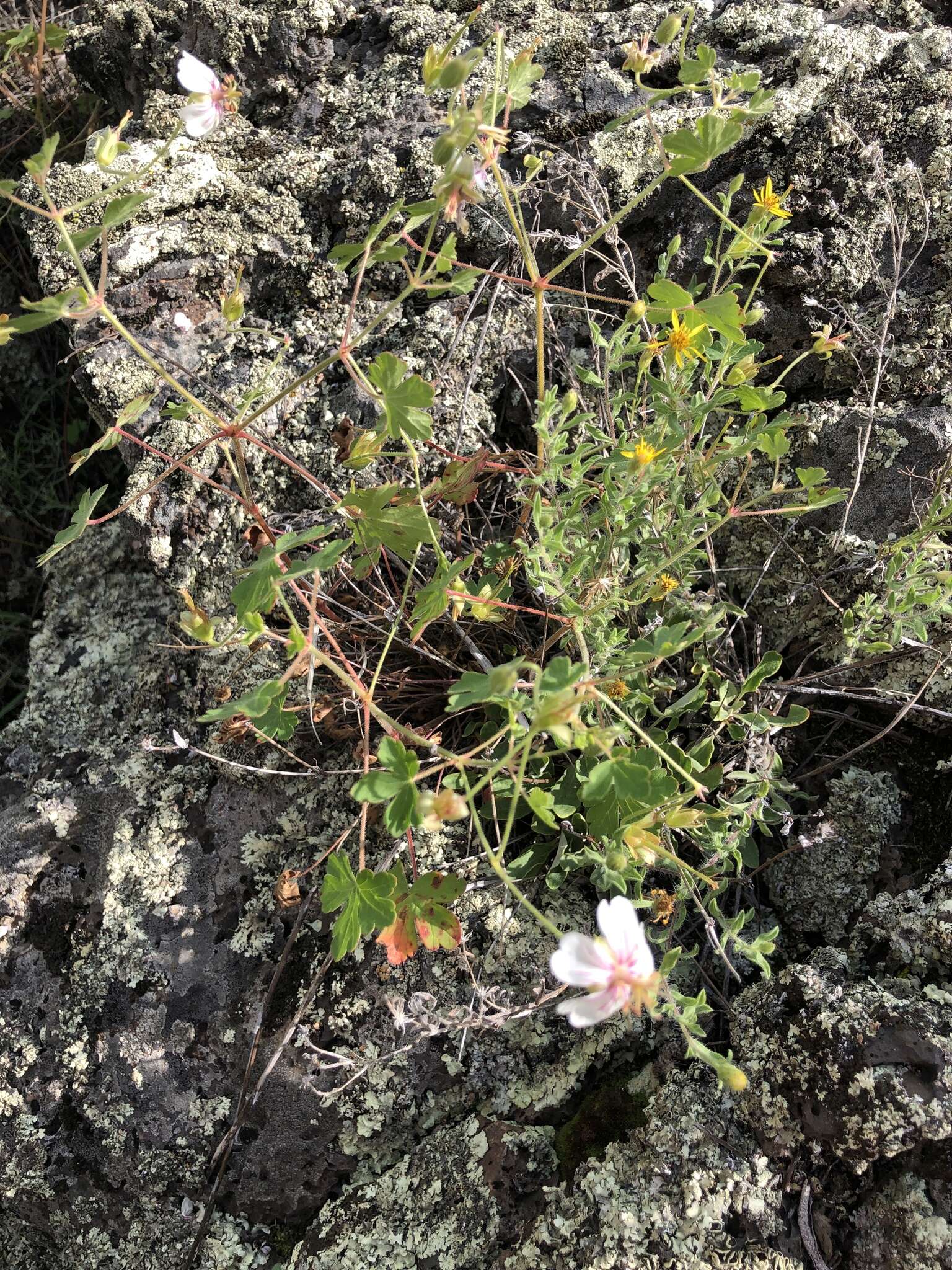 Image of Mogollon geranium