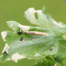 Image de Coleophora trochilella Duponchel 1842