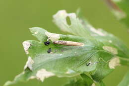 Imagem de Coleophora trochilella Duponchel 1842