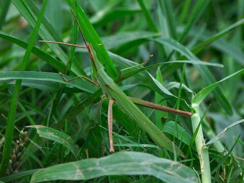 Image of Chinese Grasshopper