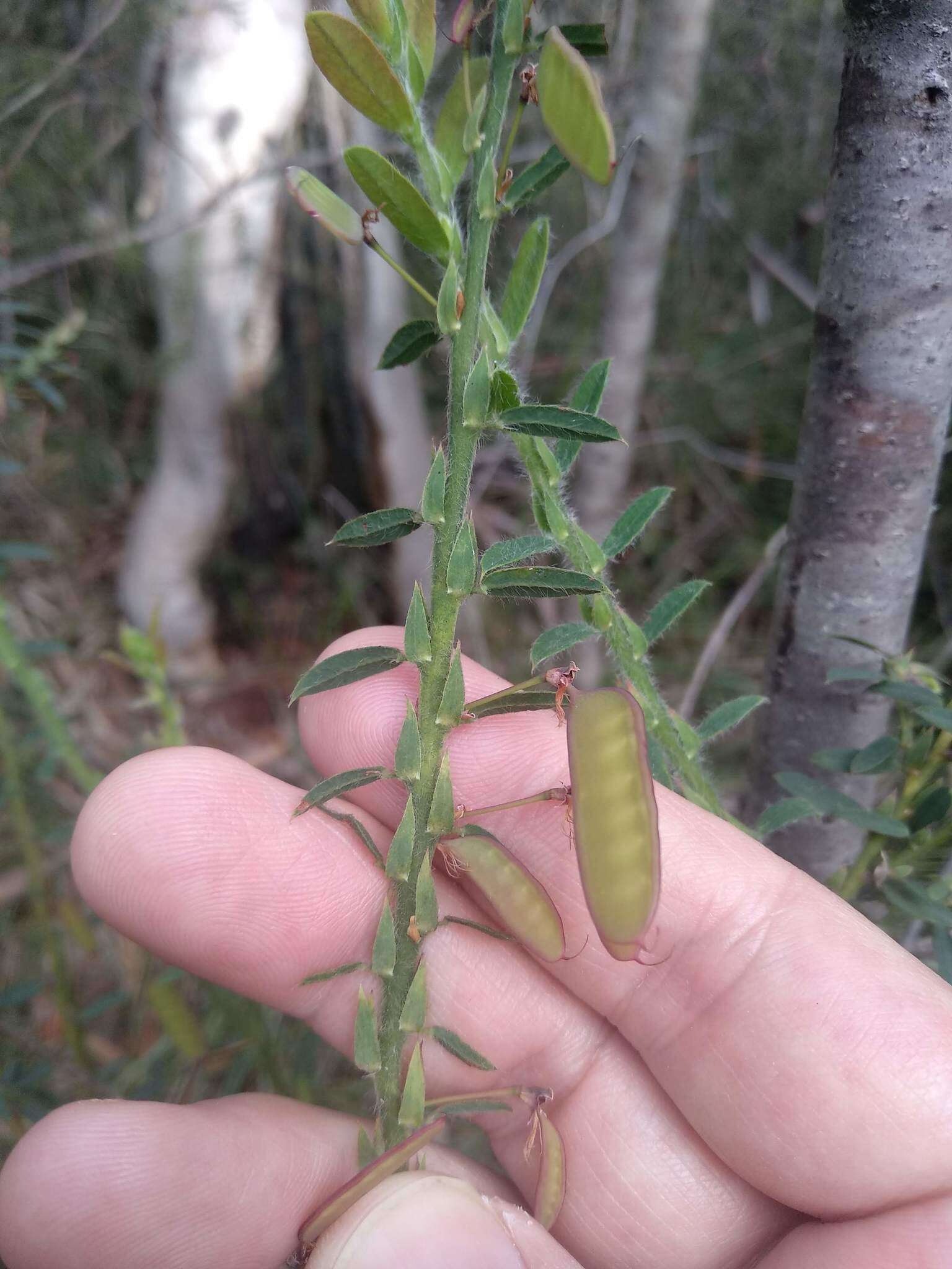 Plancia ëd Bossiaea stephensonii F. Muell.