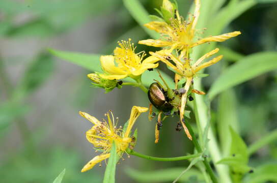 Image of Klamath Weed Beetle