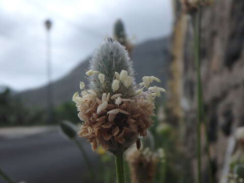 Image of Hare's-foot Plantain