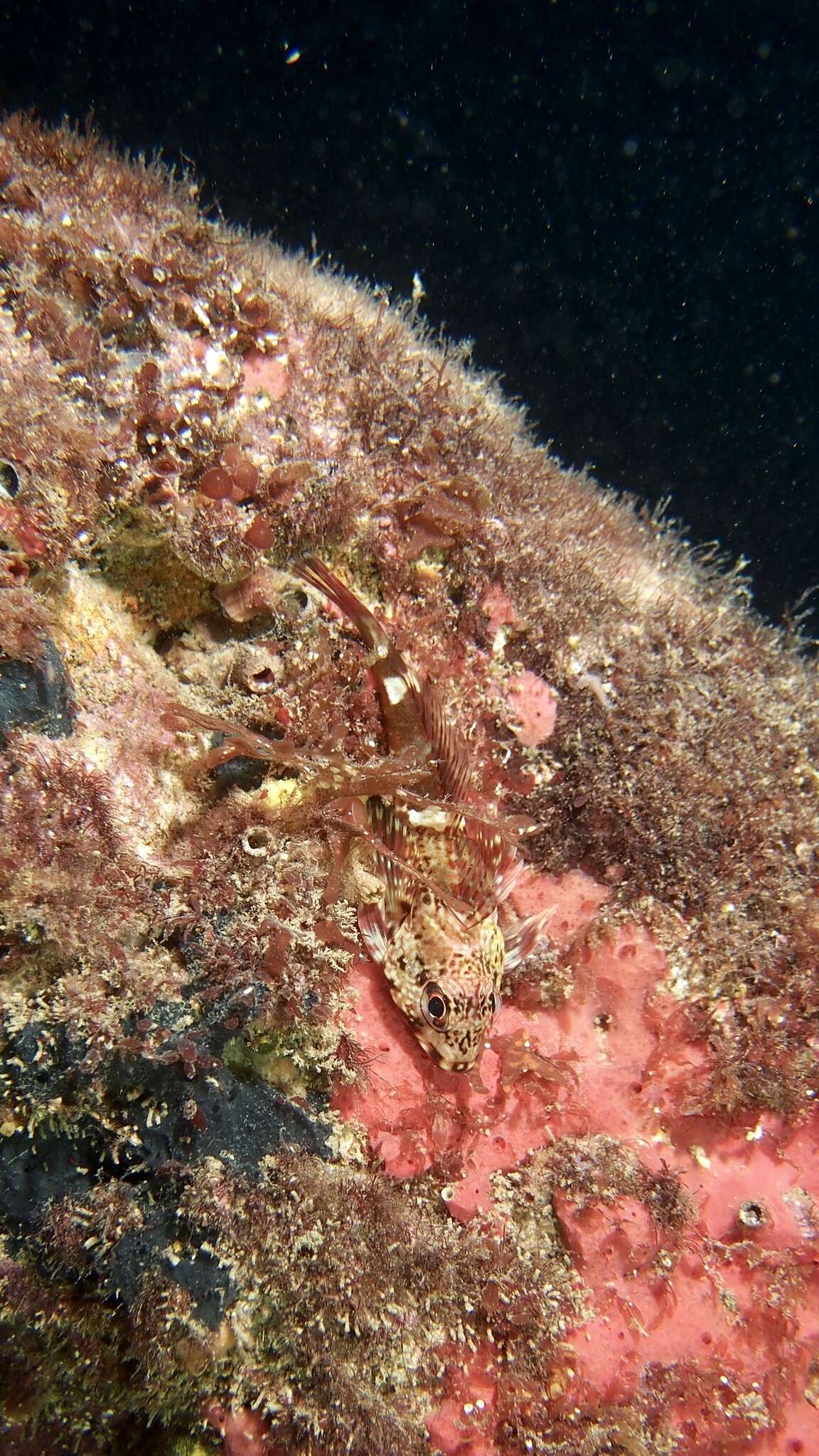 Image of thornfishes