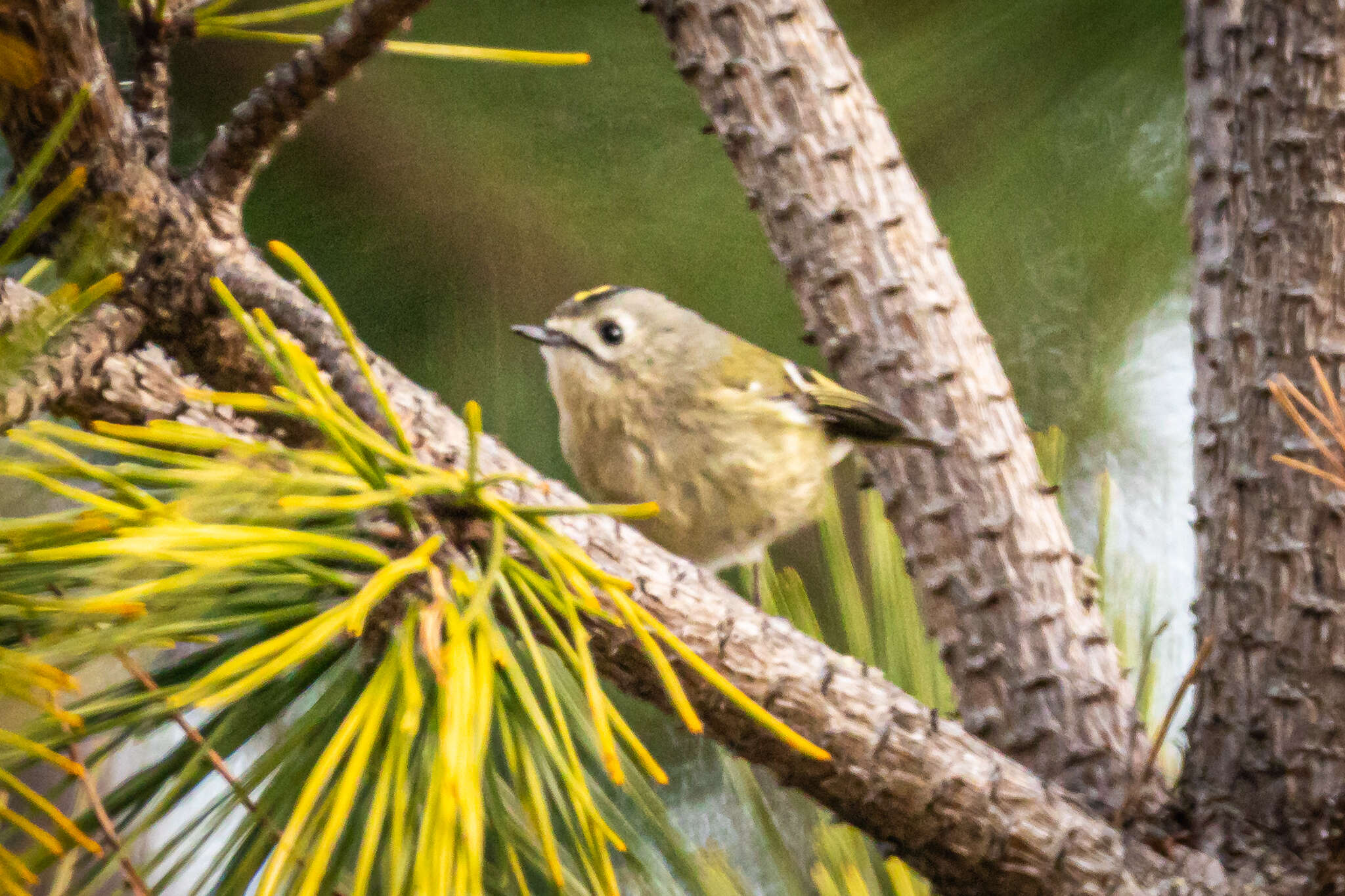 Image de Regulus regulus japonensis Blakiston 1862