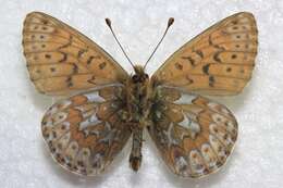 Plancia ëd Boloria astarte distincta (Gibson 1920)