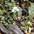 Image of Viola cunninghamii Hook. fil.