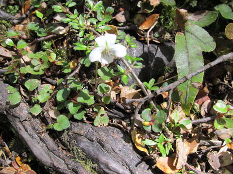 Image of Viola cunninghamii Hook. fil.