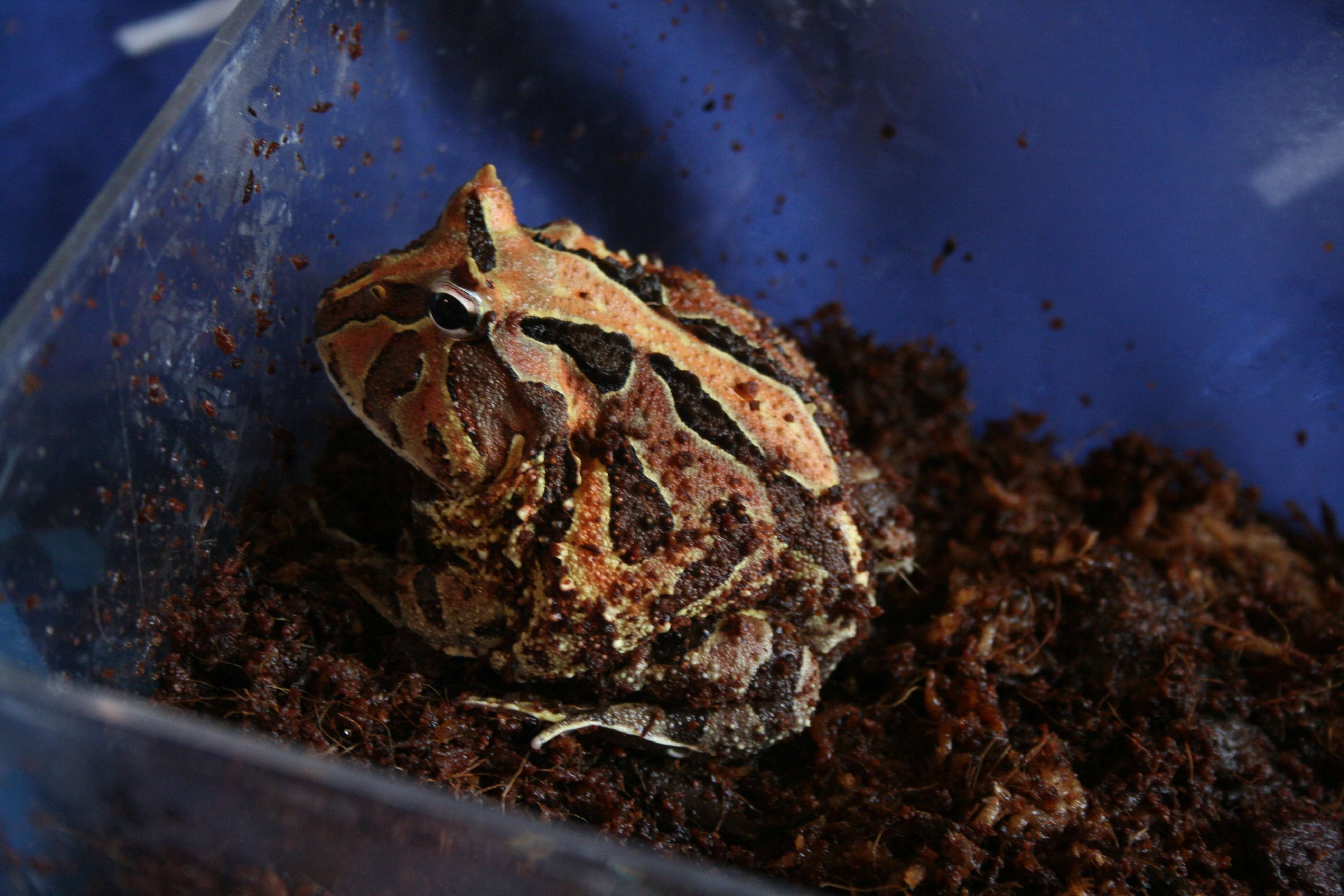 Image of Common Horned Frogs