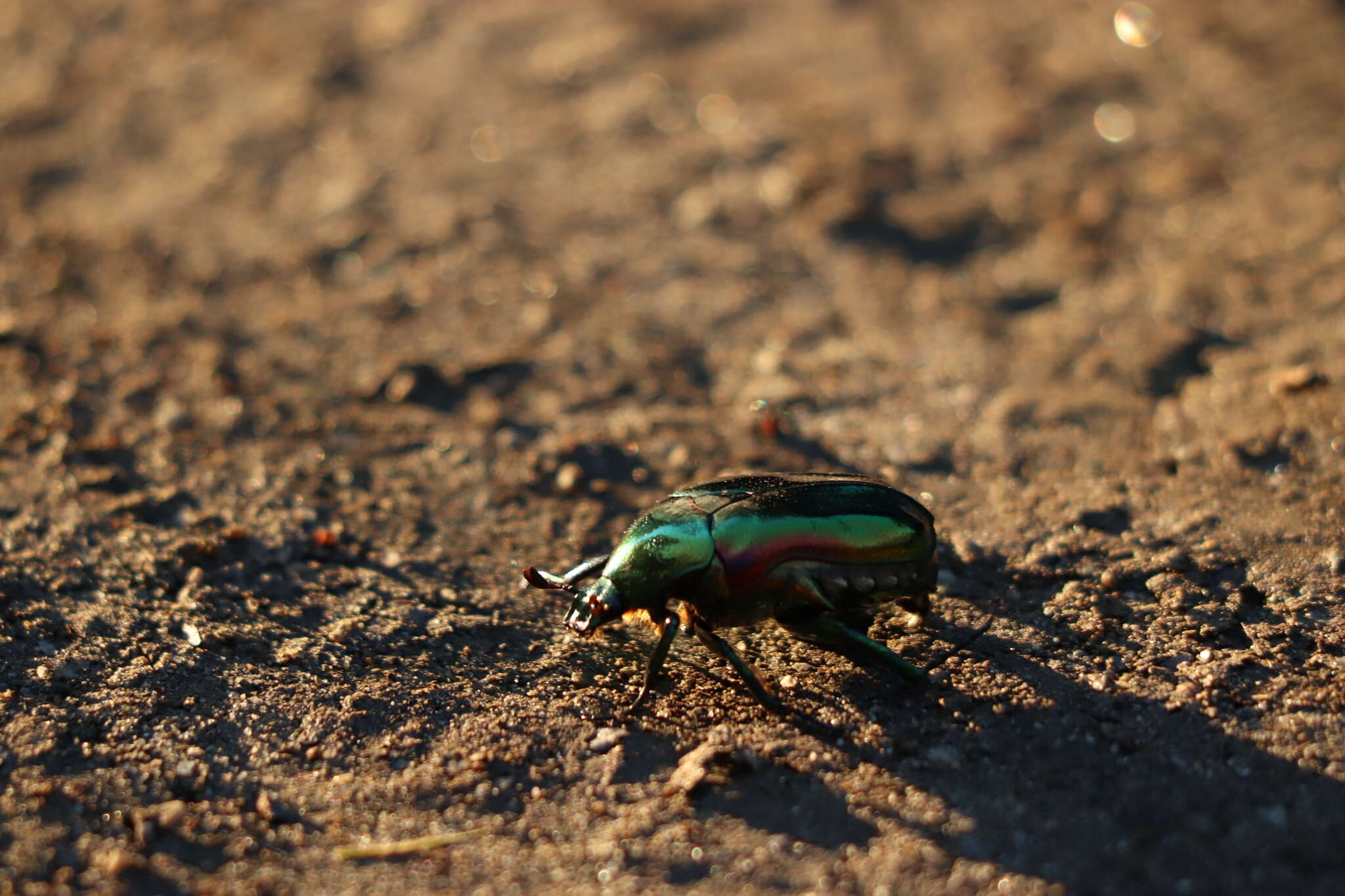 Image of emerald beetle