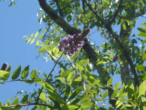 Imagem de Wisteria frutescens (L.) Poir.