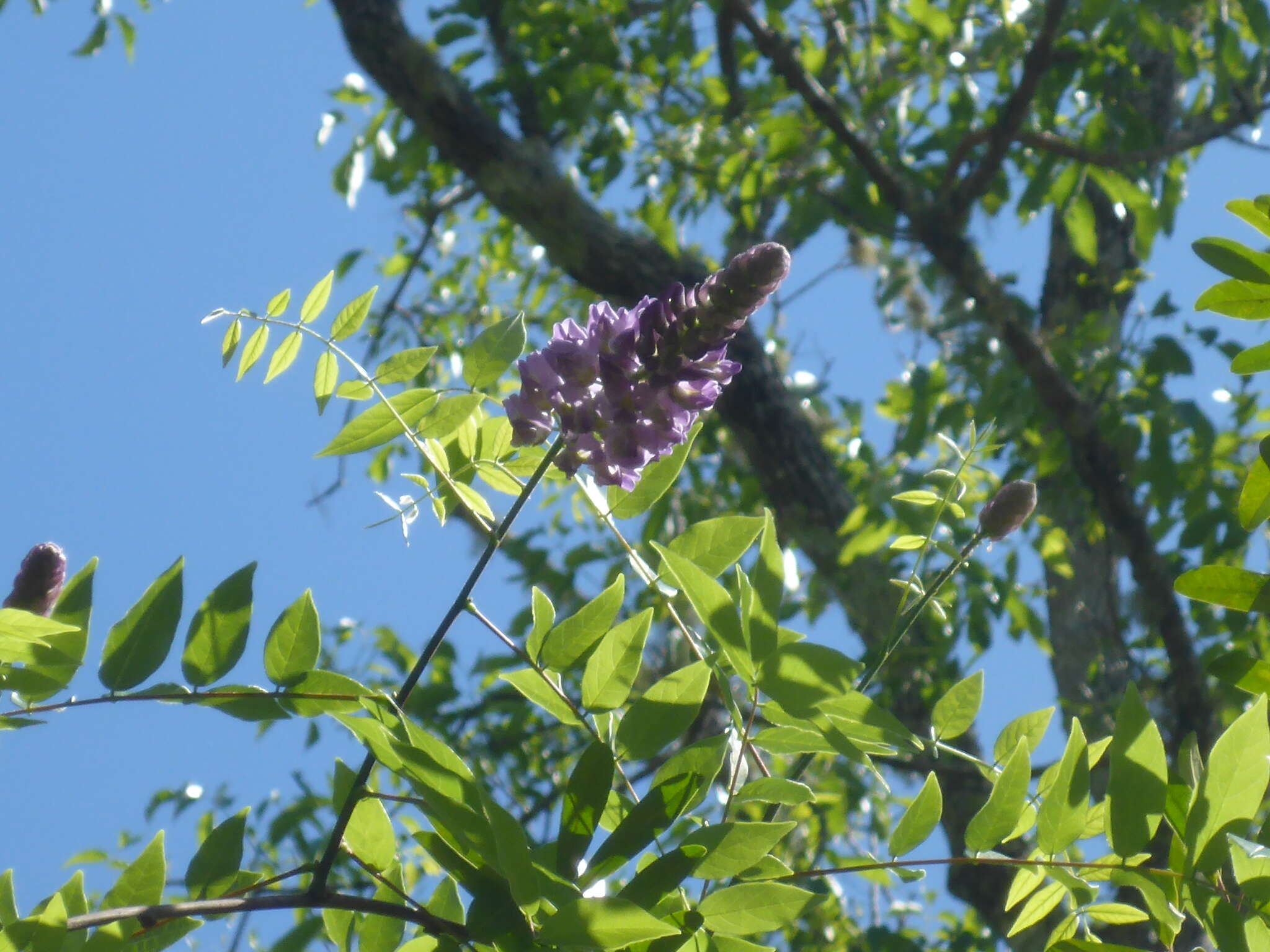 Image of American wisteria