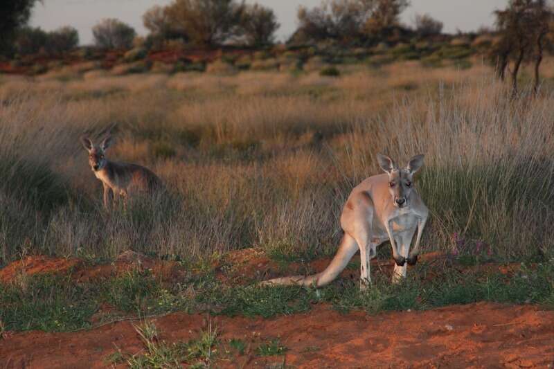 Macropus subgen. Osphranter Gould 1842的圖片