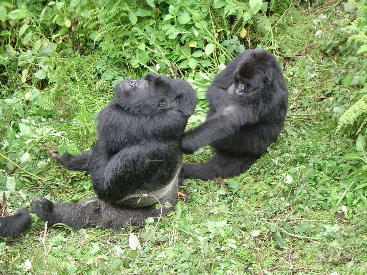 Image of Mountain Gorilla