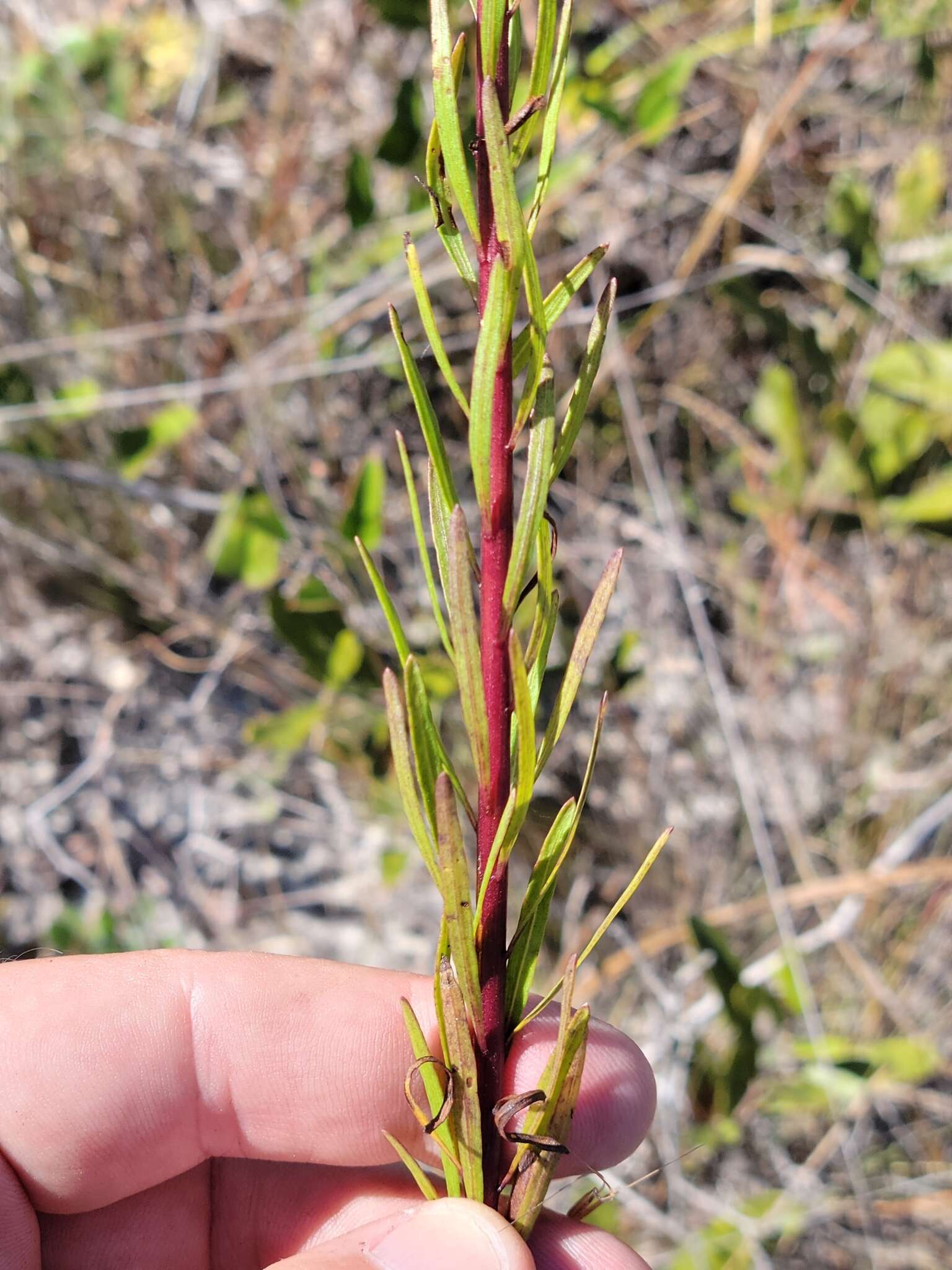 Image of <i>Chrysopsis <i>linearifolia</i></i> var. linearifolia