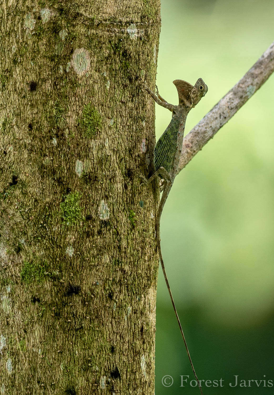 Sivun Draco bimaculatus Günther 1864 kuva