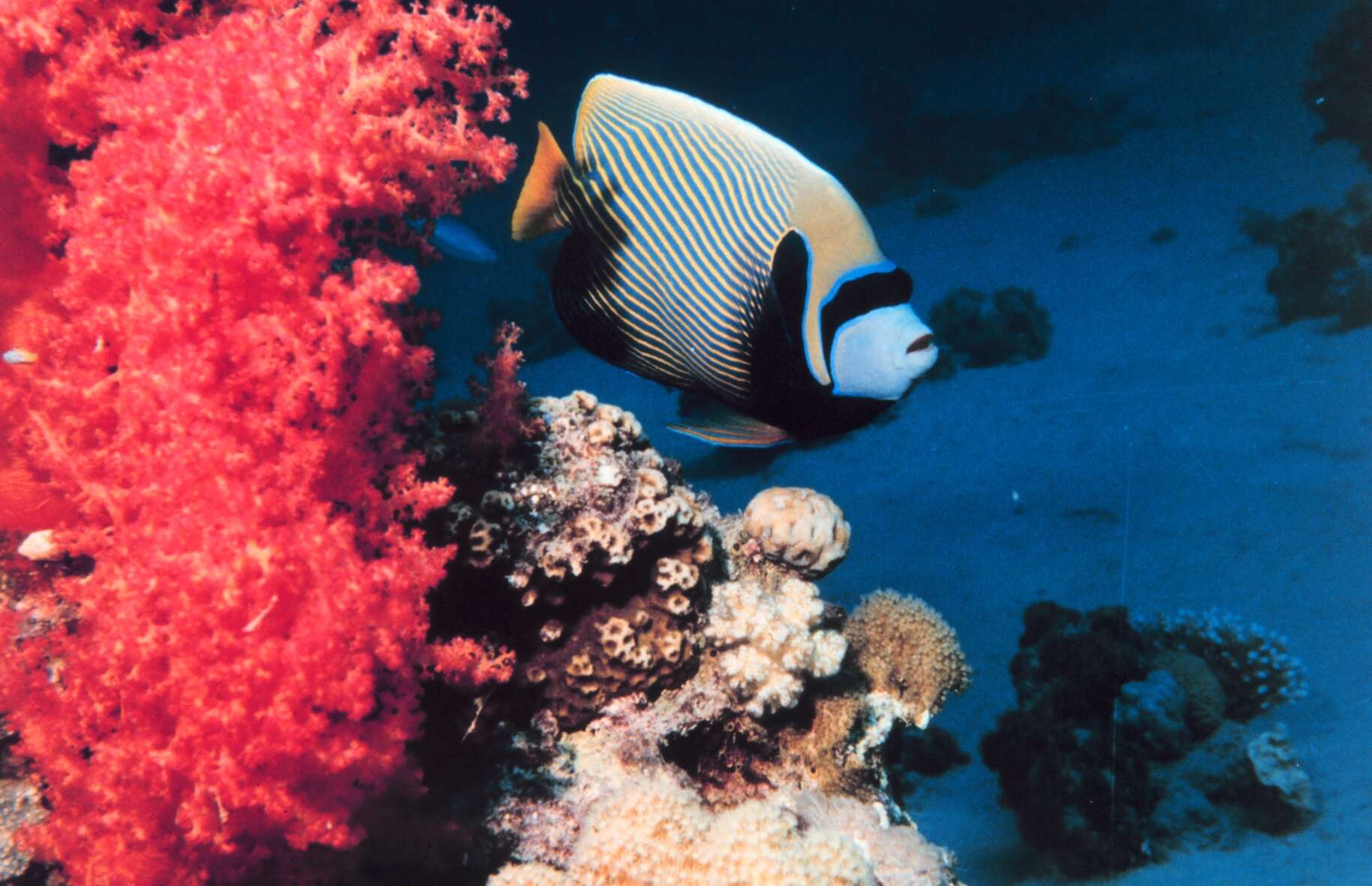 Image of Angelfish