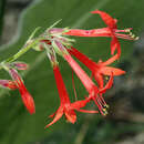 Image of scarlet gilia