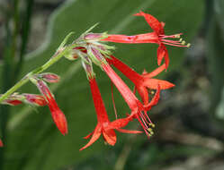 Ipomopsis aggregata subsp. aggregata resmi