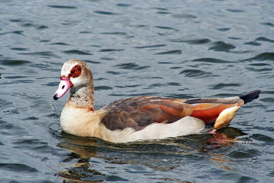 Image of Egyptian Goose