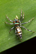 Image of Sea-green Northern Jumper