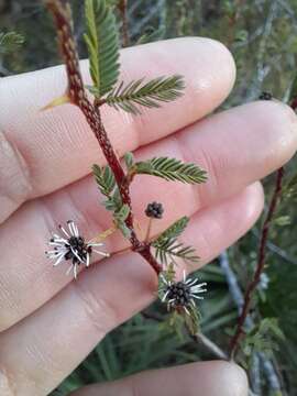 Image of Mimosa ramulosa Benth.