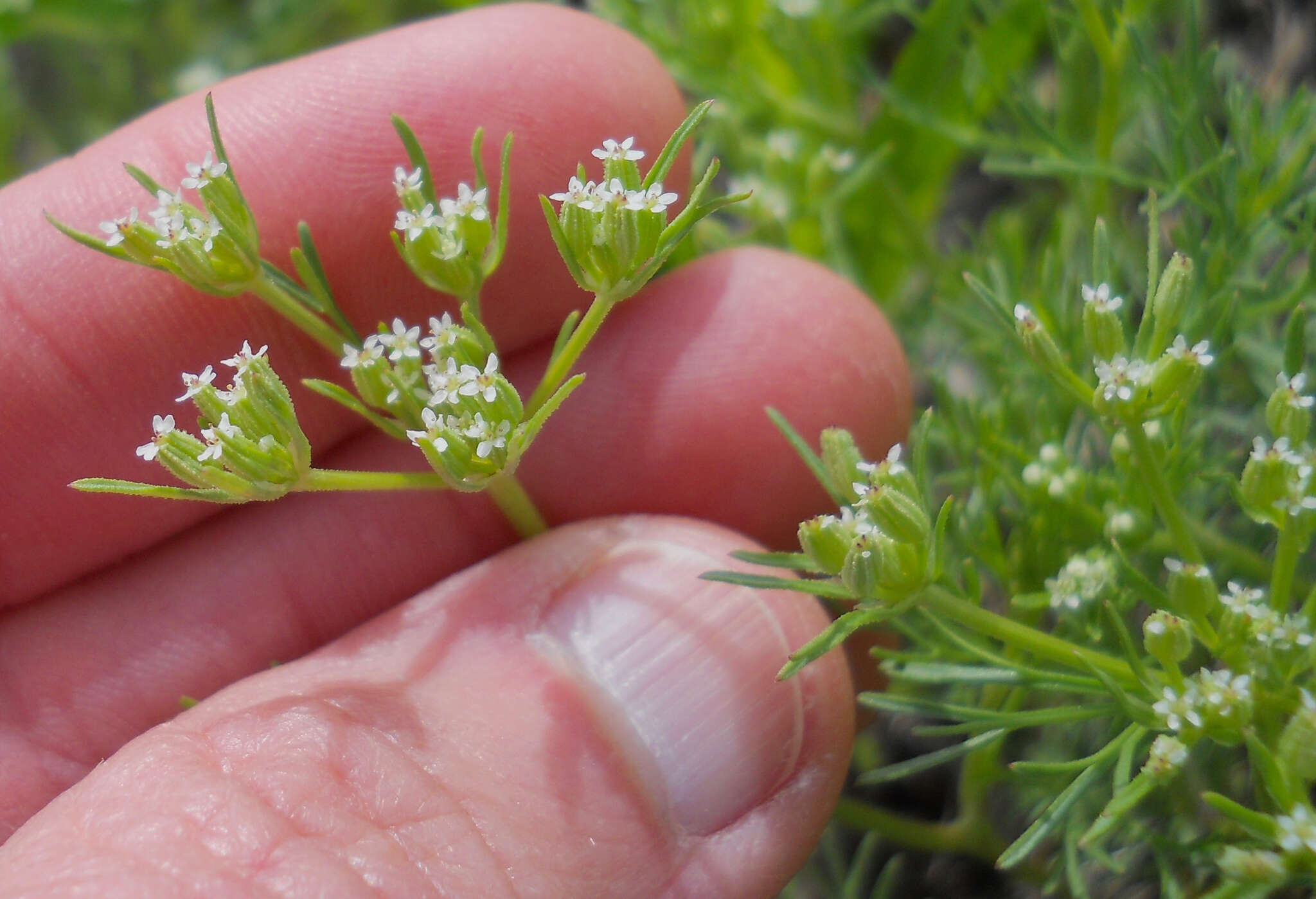 Image of plains sandparsley