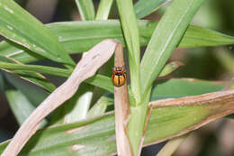 Image of Lady beetle