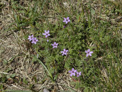 Image of Common Stork's-bill