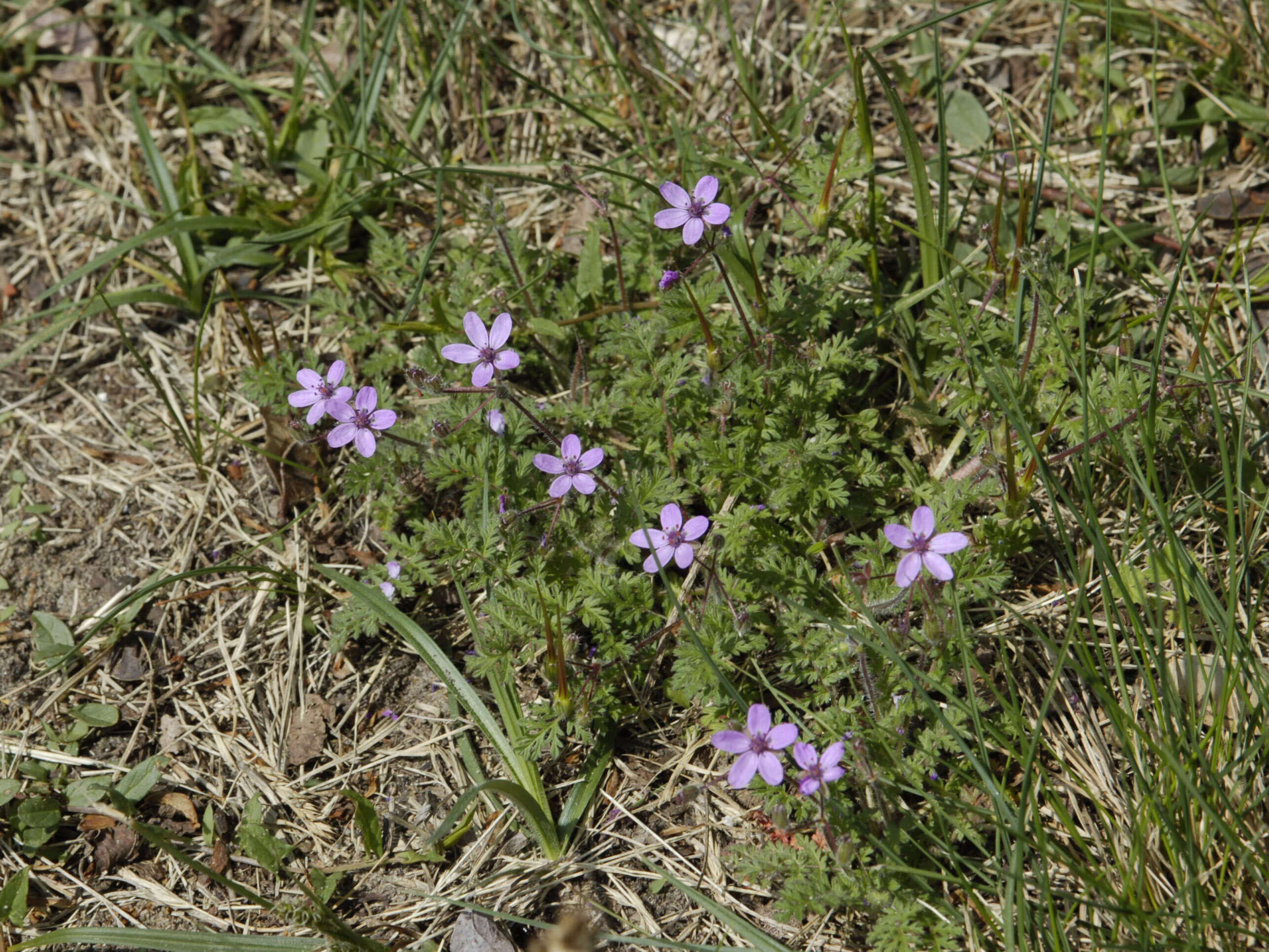 Image of Common Stork's-bill