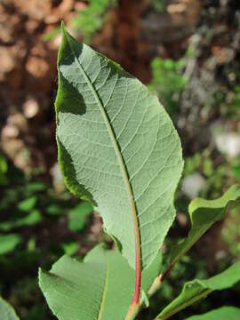 Image of halberd willow