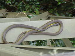 Image of Black Treesnake