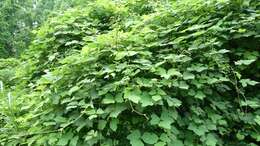 Image of kudzu