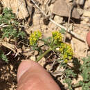 Слика од Lomatium scabrum var. tripinnatum S. Goodrich