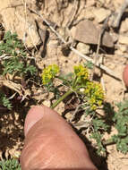 Image of rough desertparsley