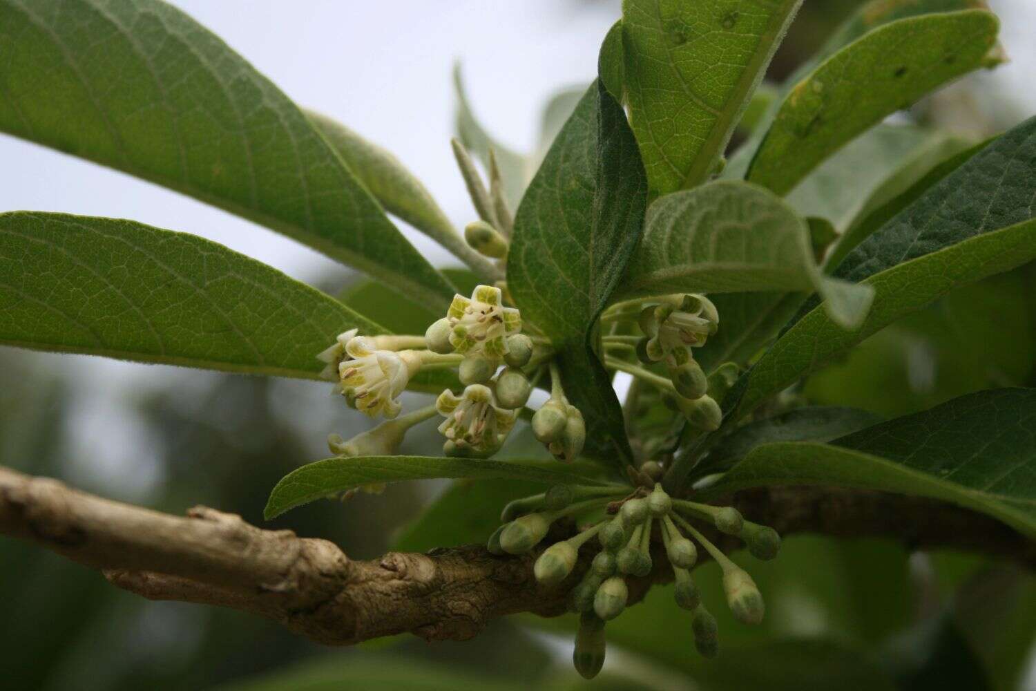 Sivun Acnistus arborescens (L.) Schltdl. kuva