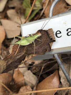 Image of Different-horned Tree Cricket