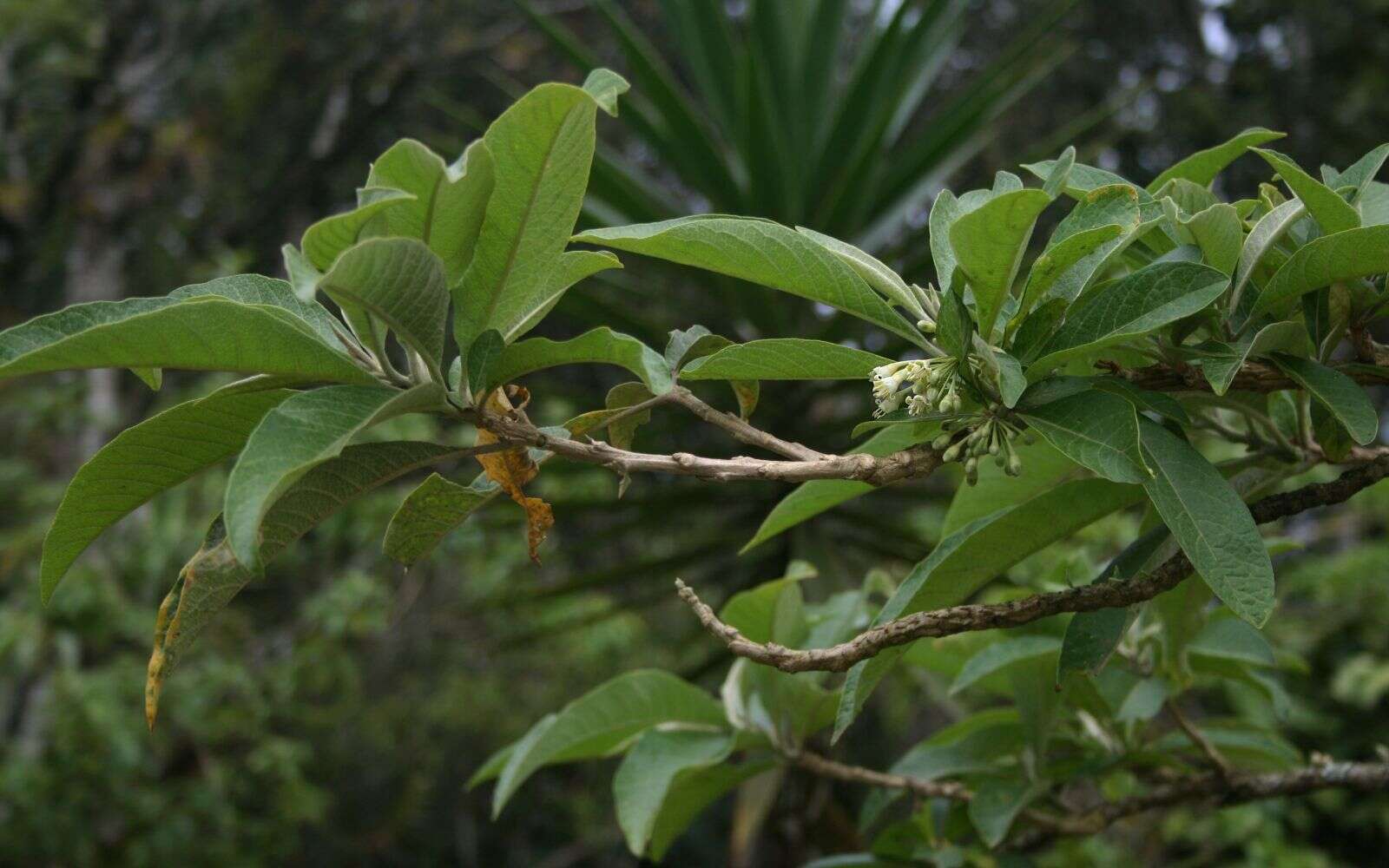 Sivun Acnistus arborescens (L.) Schltdl. kuva