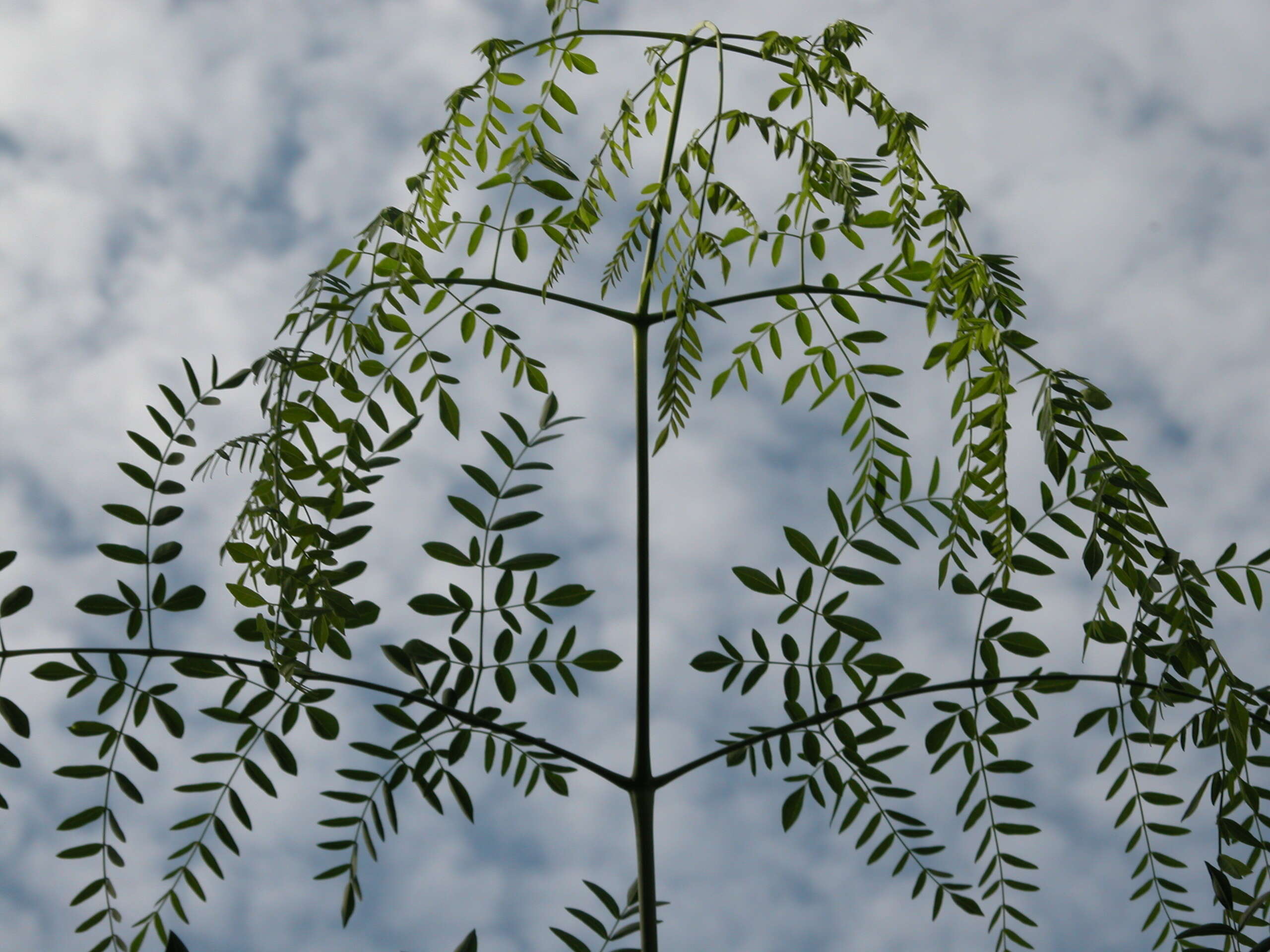 Image of Bottle Tree