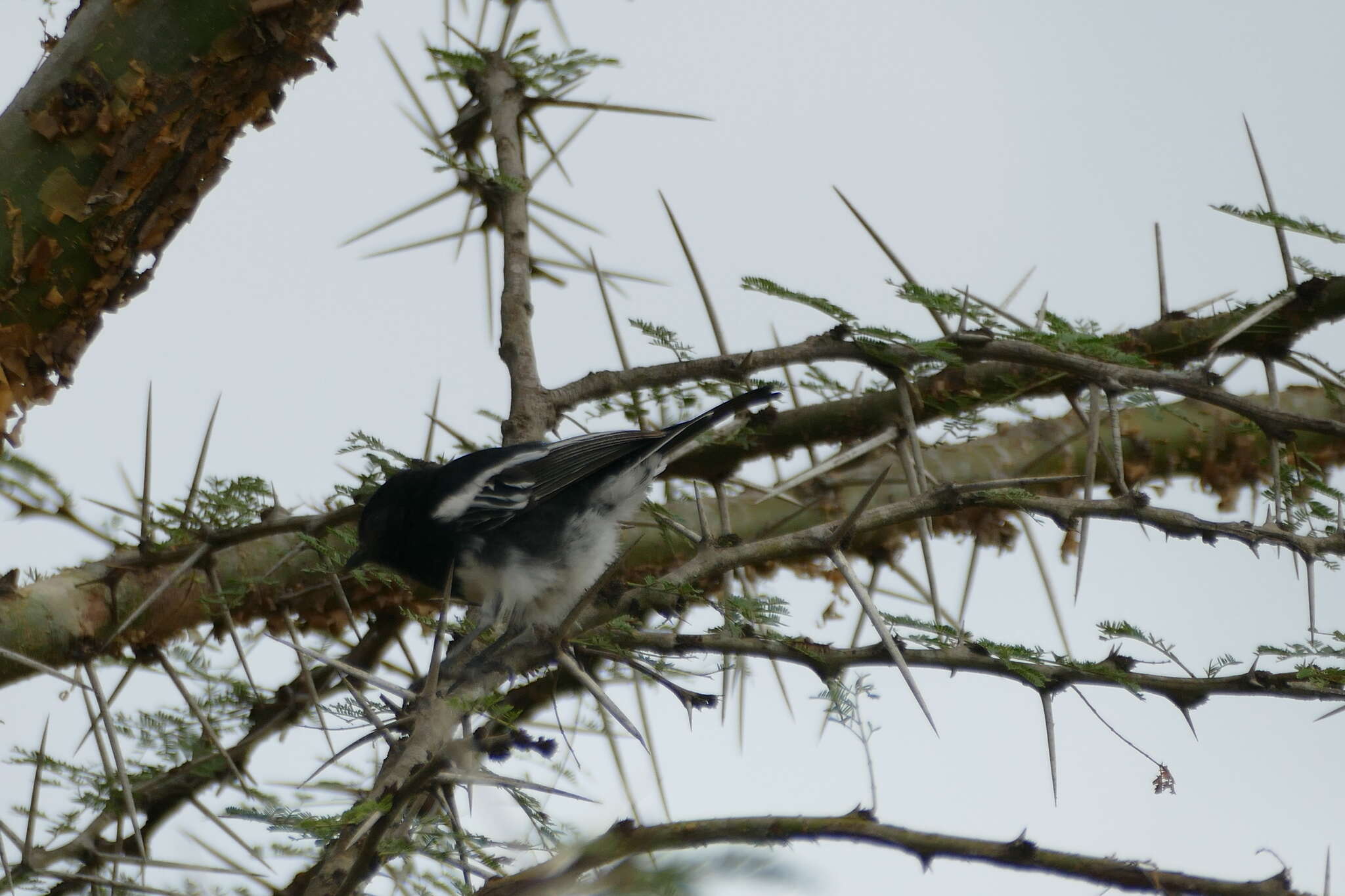 Image of White-bellied Tit
