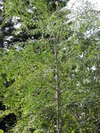 Image of Bottle Tree