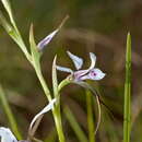 Image of White donkey orchid