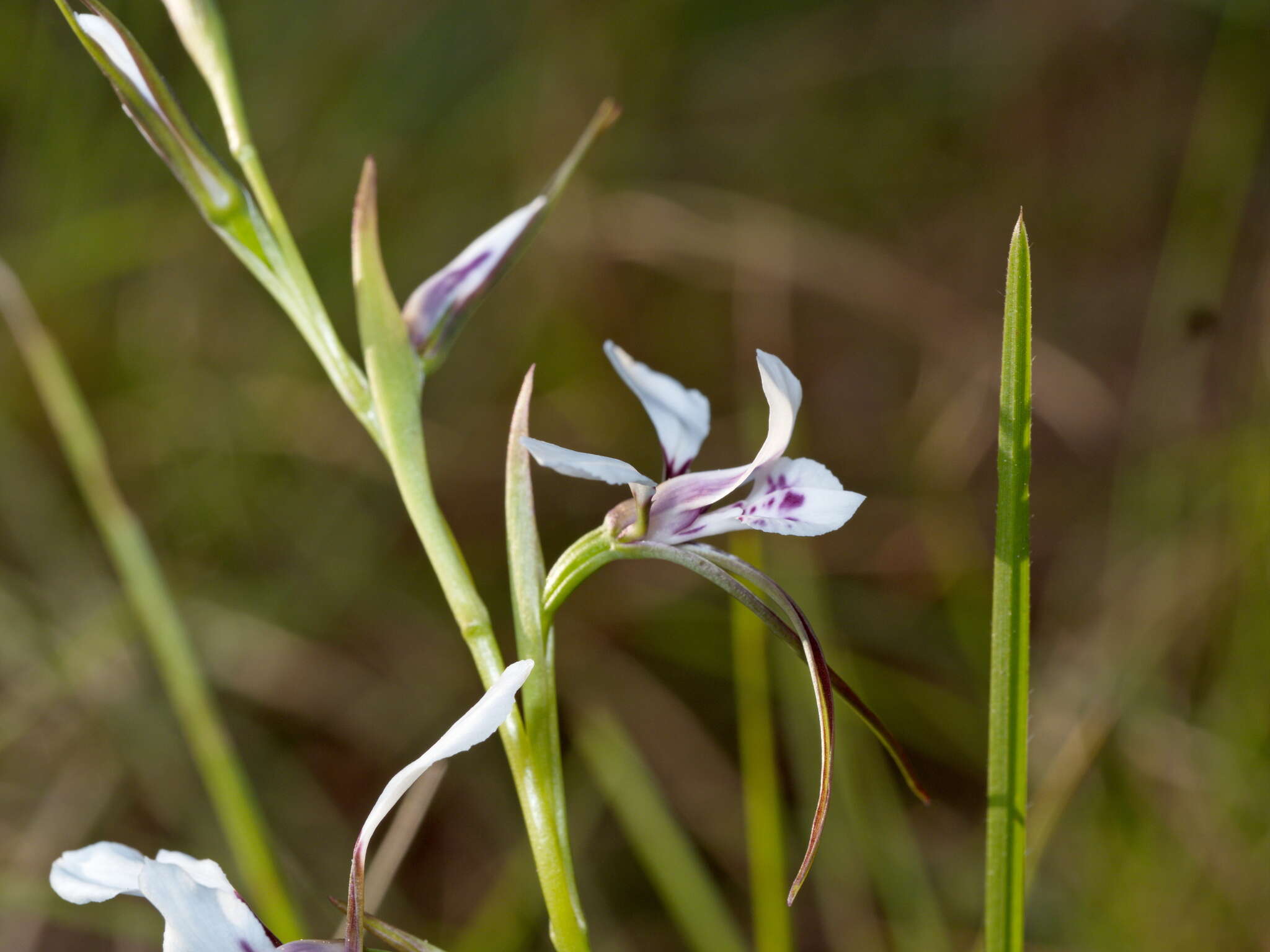 Image of White donkey orchid